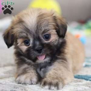 Taylor, Lhasa Apso Puppy